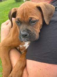 Protective boxer puppies available for sale in jaipur.
