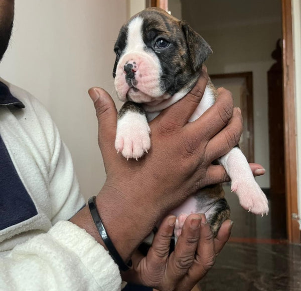 Protective boxer puppies available for sale in chennai.
