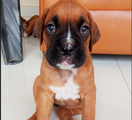Buy Muscular boxer Male & female puppies from jaipur.
