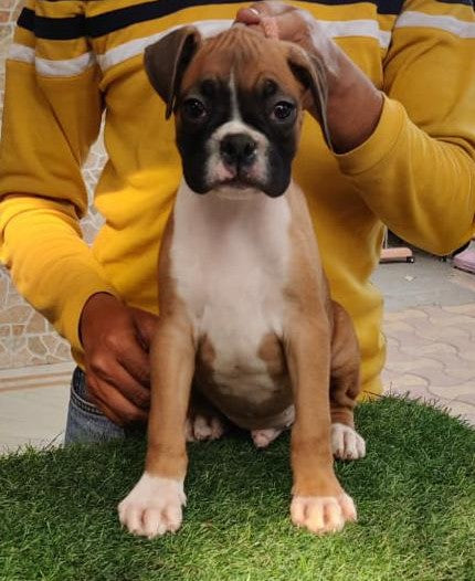 Buy Muscular boxer Male & female puppies from chennai.
