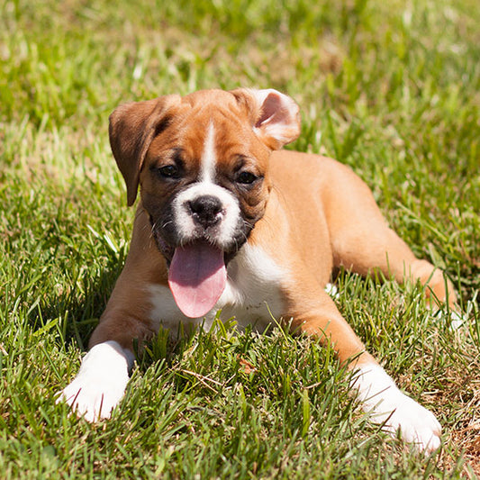 Boxer