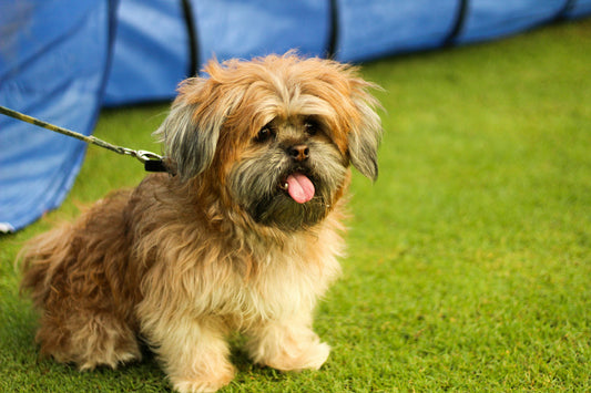 We have fluffy lhasa apso puppies available for sale.