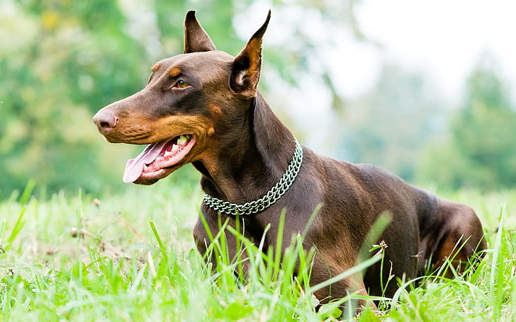 Active & Strong Doberman Puppy