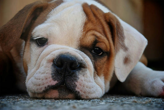 English Bulldog