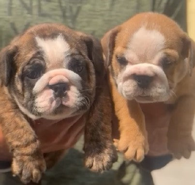 Purchase cheerful english bulldog puppies available for sale in vizag.
