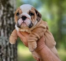 Get brave english bulldog male puppy from vizag.
