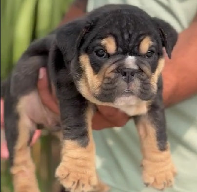 We have male & female english bulldog puppies available for sale in vizag.
