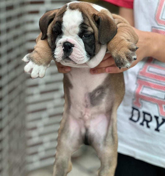 Buy Healthy English Bulldog Puppies  In Ahmedabad.
