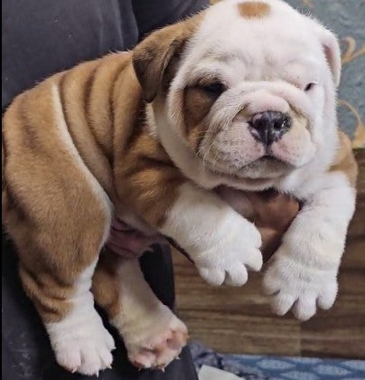 Purchase KCI Registered English Bulldog  Puppies  In Ahmedabad.
