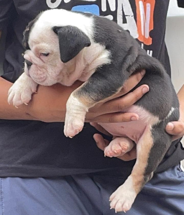 We Have  Healthy English Bulldog Puppies Available  In Ahmedabad.
