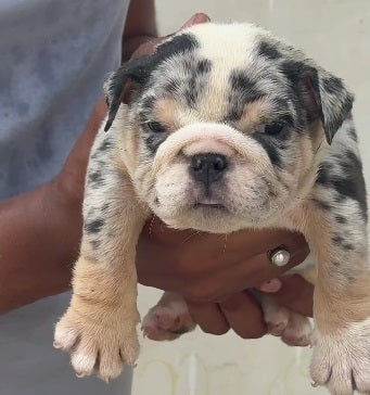 We have Male & Female English Bulldog Available For Sale In Ahmedabad.
