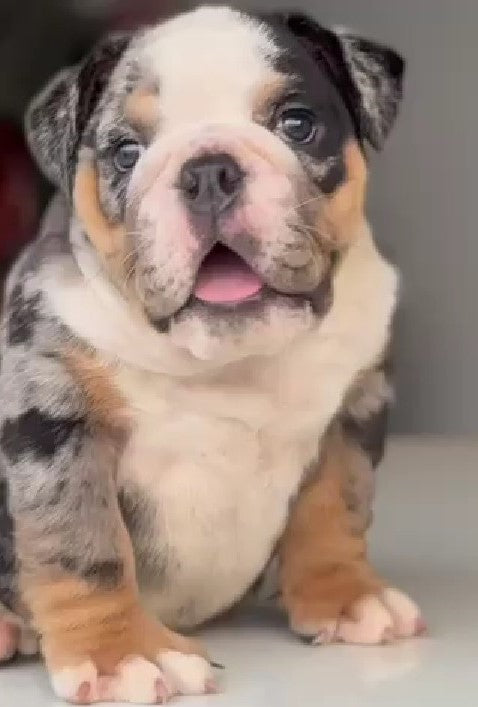 Gentle English Bulldog Puppy Available In Bangalore.