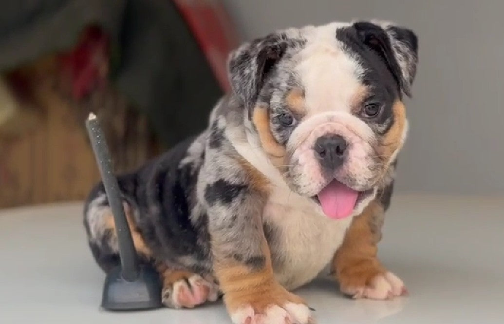 Gentle English Bulldog Puppy Available In Bangalore.