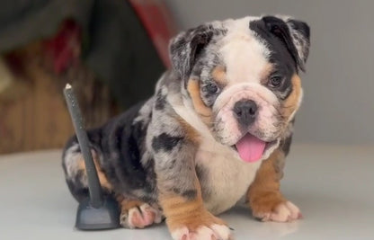 Gentle English Bulldog Puppy Available In Bangalore.