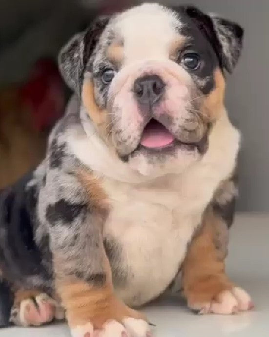 Gentle English Bulldog Puppy Available In Bangalore.