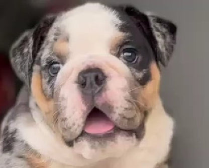 Gentle English Bulldog Puppy Available In Bangalore.
