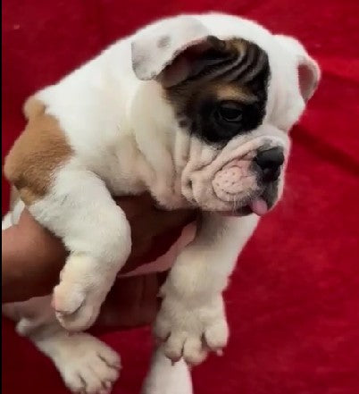 Purchase Family Friendly English Bulldog Puppies Available For Sale In Delhi.
