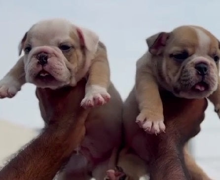 Purchase Healthy English Bulldog  Available For Sale In Delhi.
