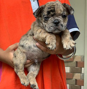 Purchase Lovable English Bulldog Puppies Available For Sale In Delhi.
 
