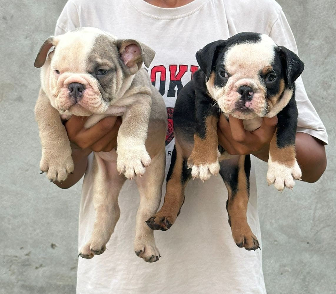 Get Male & Female English Bulldog Puppies Available For Sale At Goa