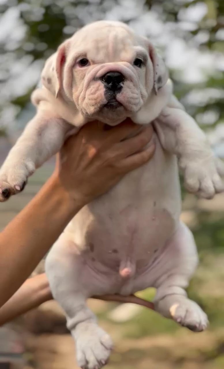 We have Male English Bulldog Puppies Available For Sale.
