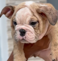 Healthy English Bulldog Puppy Available In Pune.