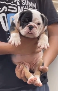 Loyal English Bulldog Puppy Available In Pune.
