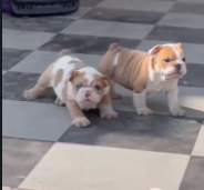 Friendly English Bulldog Puppy Available In Pune.