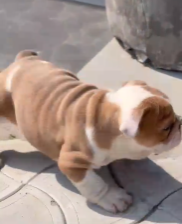 Friendly English Bulldog Puppy Available In Pune.