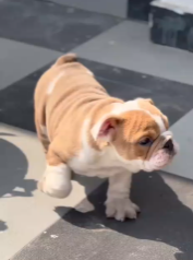 Friendly English Bulldog Puppy Available In Pune.