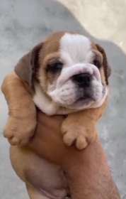 Family Friendly English Bulldog Puppy Available In Talegoan - Pune.