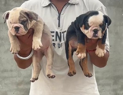 Purchase playful english bulldog puppies from jaipur at best price.
