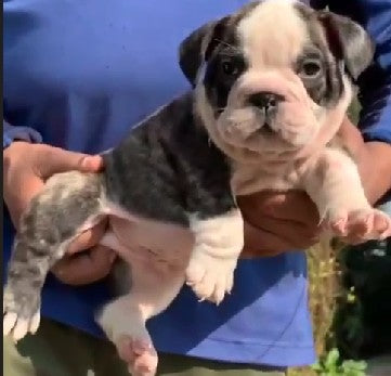 Family friendly english bulldog puppies available for sale in chennai.