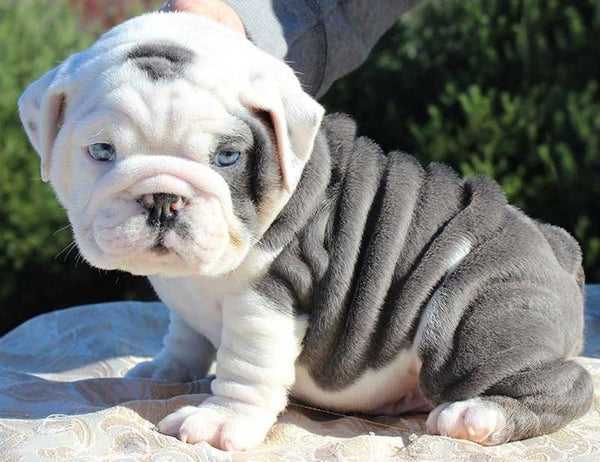 Buy steady english bulldog puppies available for sale in jaipur.
