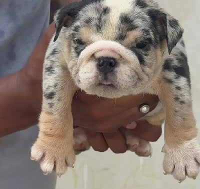 Buy strong willed english bulldog puppies for sale in chennai.
