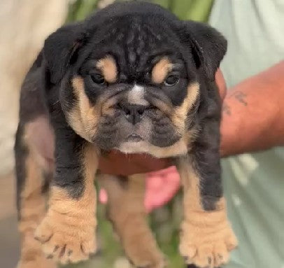 Purchase calm nature english bulldog puppies for sale in chennai.
