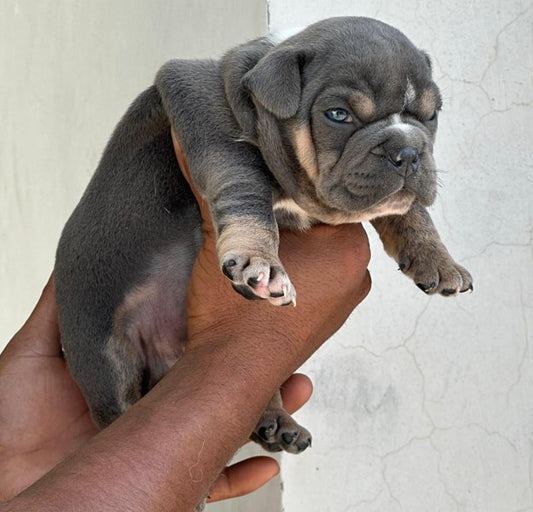 We have male & female english bulldog puppies available for sale in jaipur.
