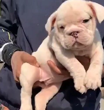 Get friendly english bulldog puppies for sale in chennai.
