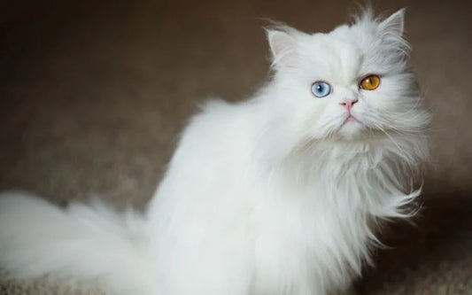 Persian Cat