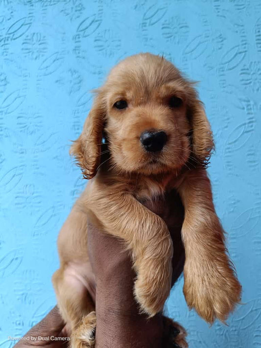 Soulful male & female cocker spaniel puppies available for sale in vizag.
