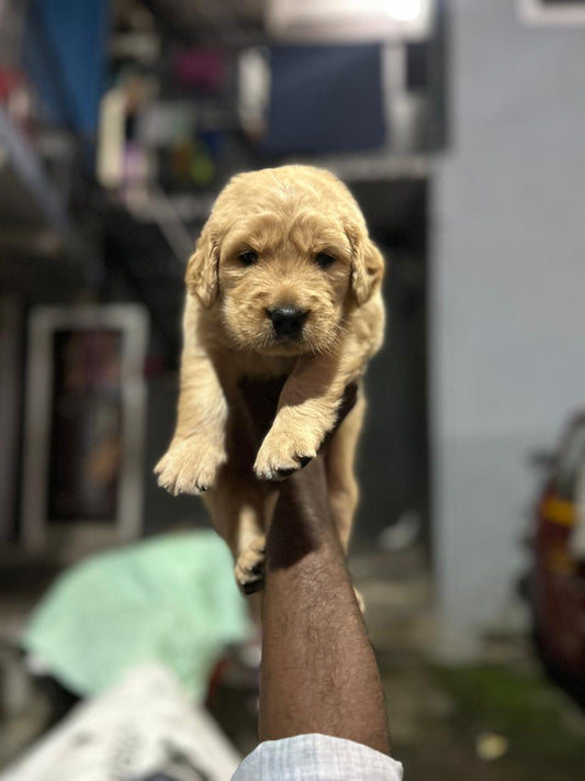 Get sensitive female cocker spaniel puppies available for sale in vizag.

