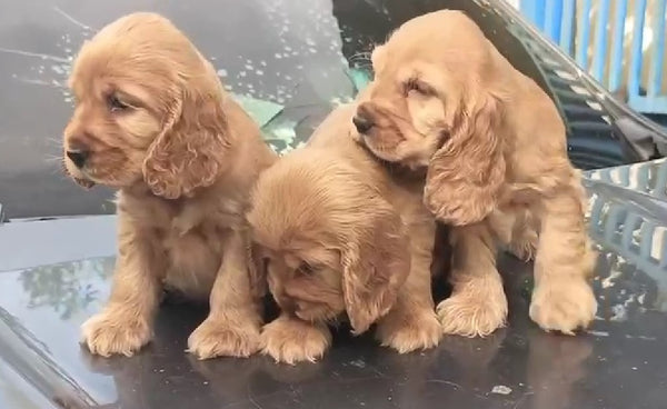 Friendly Cocker Spaniel Puppies Available For Sale In Ahmedabad.