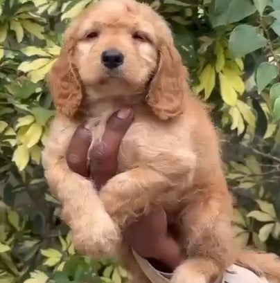 Purchase Healthy Cocker Spaniel Available For Sale In Ahmedabad.
