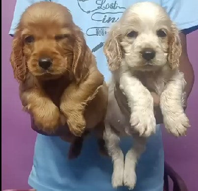 Purchase Family Friendly Cocker Spaniel  Puppies Available For Sale In Ahmedabad.
