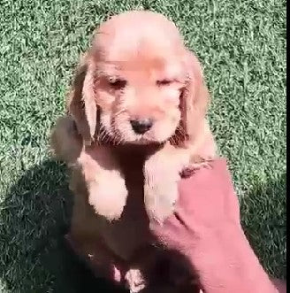 We have Male Cocker Spaniel  Puppies Available For Sale In Ahmedabad.
