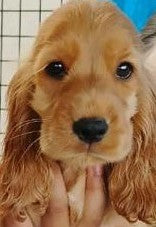 Cocker Spaniel Puppy Available In Bangalore.