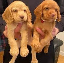 Playful Cocker Spaniel Puppy Available In Bangalore.