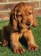 Kid Friendly Cocker Spaniel Puppy Available In Bangaore.