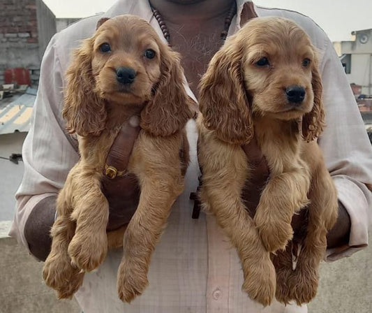 Family Friendly & Playful Cocker Spaniel Puppy Available In Bangalore.