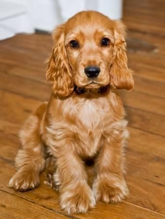 Compact & Silly Coated Cocker Spaniel Puppy